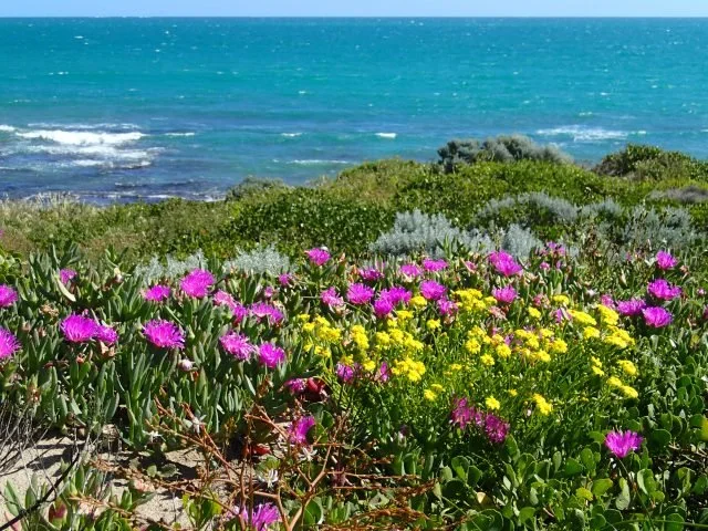 Iluka Foreshore in 2016 after restoration